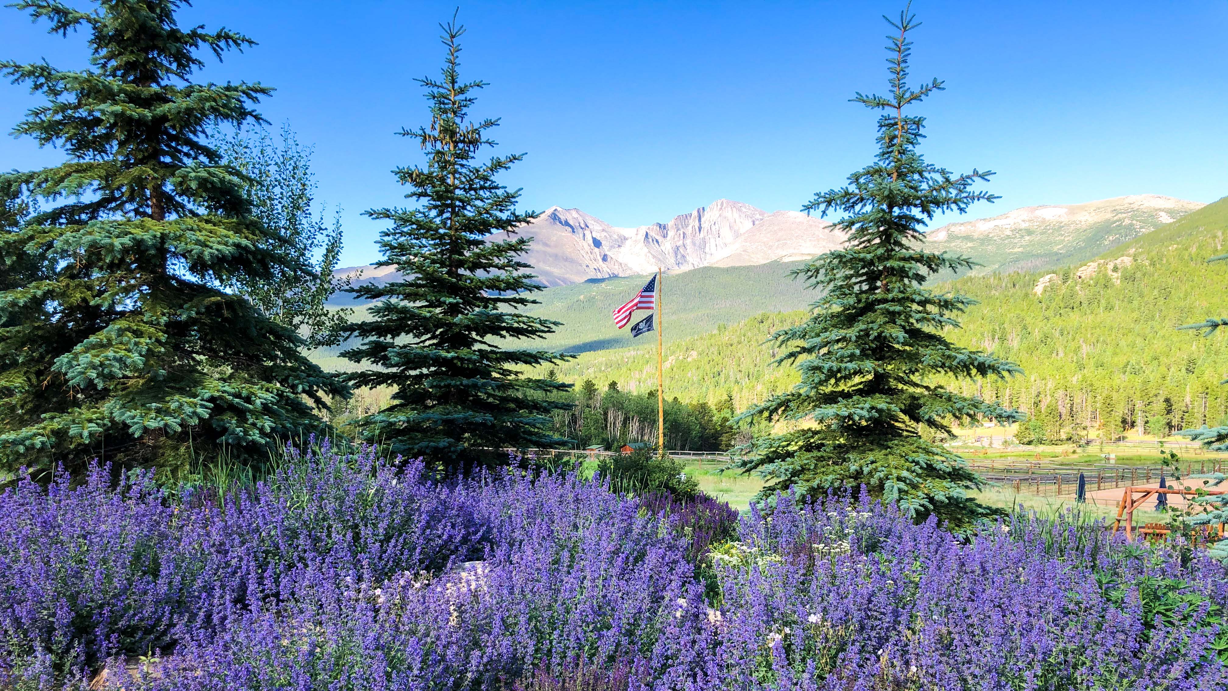 A scenic view of a mountain range with trees and purple flowers in the foreground.